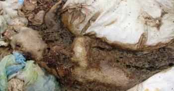 Hà Nam: Báo động tình trạng "tẩu tán" lợn chết ra môi trường