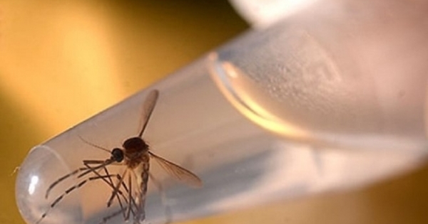 Cảnh báo quan hệ tình dục bằng đường miệng có thể lây truyền virus Zika