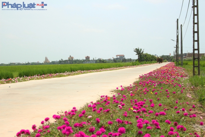 Con đường hoa đẹp nhất huyện Hải Hậu nằm ở x&atilde; Hải Quang.