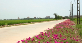Con đường hoa đầy lãng mạn ở làng quê Nam Định