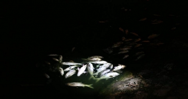 Hà Nội: Trắng đêm "cứu cá" tại hồ Hoàng Cầu