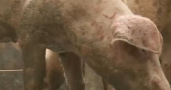 Xử lý cơ sở "phù phép" lợn bệnh thành lợn mán