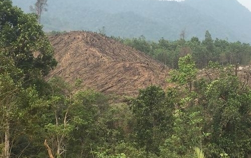 Nhà chủ tịch thị trấn phá bay hàng chục nghìn m2 rừng, giám đốc Sở Nông Nghiệp nói gì?