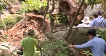 Đà Nẵng: Sẽ xử lý nghiêm vụ phá rừng tại bán đảo Sơn Trà