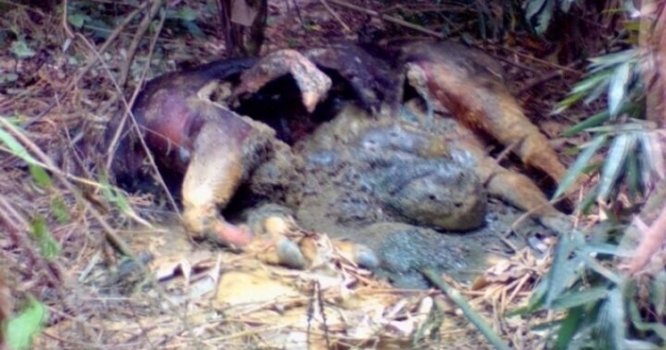 Phát hiện xác bò tót "khủng" đang phân hủy trong rừng phòng hộ