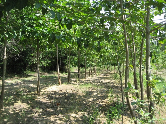 Khu rừng g&aacute;o do cơ quan trồng xanh tươi 2-3 tuổi.