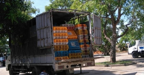 Thanh Hóa: Bắt xe tải chở gần 3 tấn gà không rõ nguồn gốc