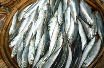 Vụ cá nục nhiễm chất cực độc: Phenol không có tác dụng trong ướp cá