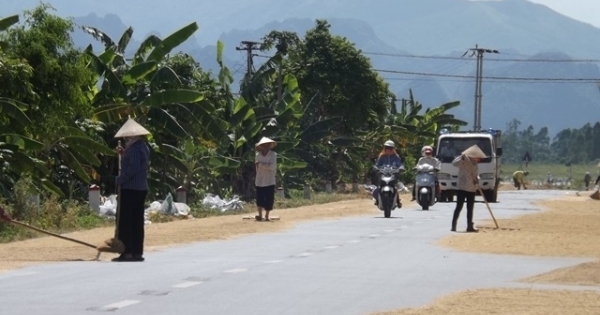 Hà Nội: Tỉnh lộ ĐT 429B biến thành sân phơi thóc lúa