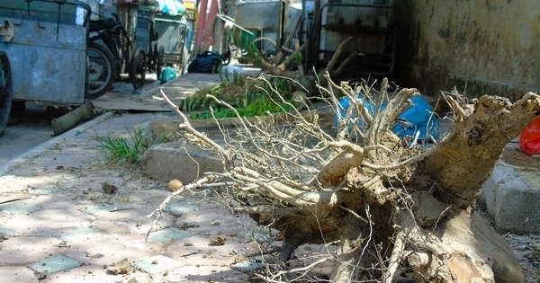 Nhổ bỏ cây chết khô tại 2 tuyến phố Trần Bình, Nguyễn Hoàng