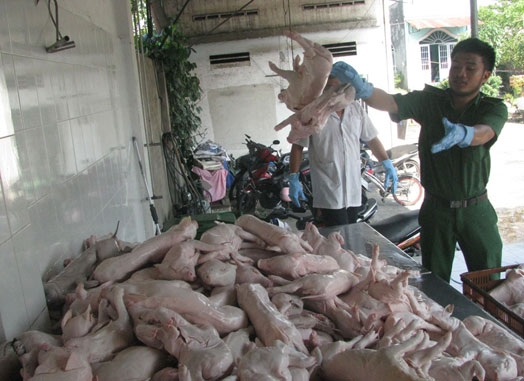 Một vụ vận chuyển lợn sữa thối bị Trạm kiểm dịch động vật Thủ Đức (TP Hồ Ch&iacute; Minh) bắt giữ. Ảnh: C&ocirc;ng Nguy&ecirc;n