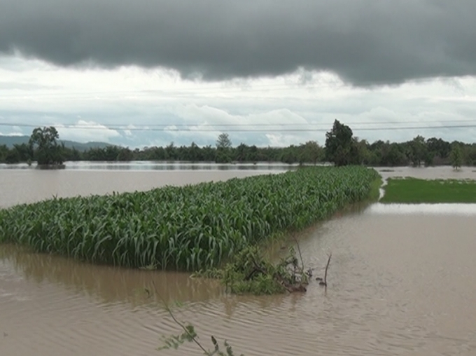 Ch&ugrave;m ảnh: Ngập lụt do &aacute;p thấp nhiệt đới tại Ea S&uacute;p, Đắk Lắk