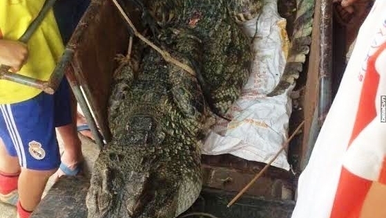 Hi hữu: Giữa Hà Nội bắt được cá sấu 70kg