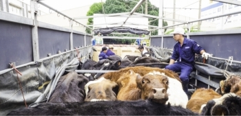Vinamilk đưa đàn bò sữa Organic về Việt Nam
