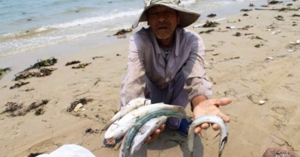 Formosa là thủ phạm khiến cá chết ở 4 tỉnh miền Trung