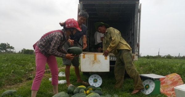 Ninh Bình: Người nông dân giàu lên nhờ dưa hấu được mùa được giá