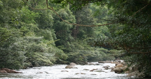 Quảng Ninh: Nguy cơ mất hàng chục hécta rừng và ô nhiễm nguồn nước sinh hoạt