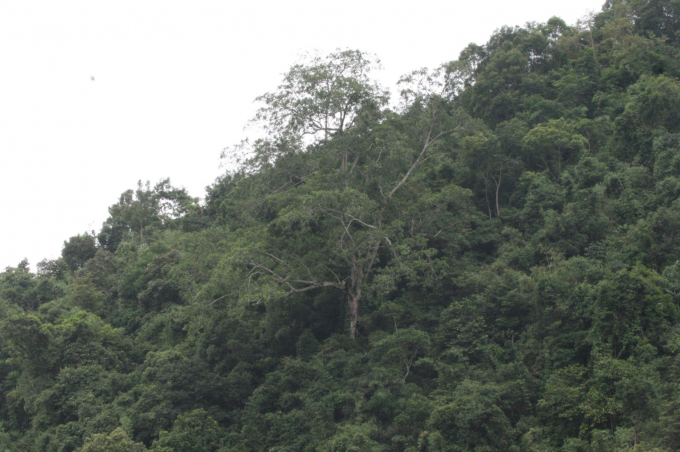 Hiện trạng rừng trong Khu bảo tồn thi&ecirc;n nhi&ecirc;n Đồng Sơn &ndash; Kỳ Thượng c&oacute; nhiều lo&agrave;i thực vật c&oacute; gi&aacute; trị bảo tồn, thuộc lo&agrave;i qu&yacute; hiếm, c&oacute; trong S&aacute;ch Đỏ Việt Nam 2007, S&aacute;ch Đỏ thế giới (IUCN) như sến mật, v&agrave;ng t&acirc;m, sồi đĩa, dẻ, t&aacute;u...
