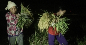 Bắc Giang: Tránh nắng "thiêu đốt" nông dân gặt lúa trong đêm