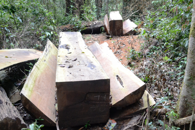 Gỗ Du sam được xẻ hộp tại rừng Nam Nung chờ vận chuyển ra ngo&agrave;i.