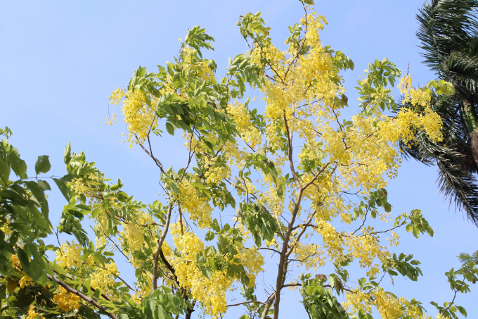 Những c&acirc;y muồng ho&agrave;ng yến ven hồ T&acirc;y tuy nhỏ b&eacute;, khẳng khiu nhưng lại v&agrave;ng trĩu từng ch&ugrave;m hoa, khiến người đi qua kh&ocirc;ng khỏi trầm trồ, ngắm nh&igrave;n v&agrave; chụp ảnh.