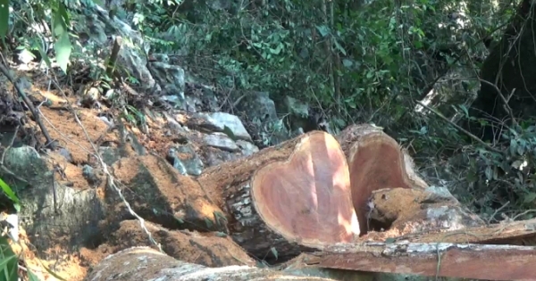 Tuyên Quang: Một tuần bắt 2 vụ vận chuyển gỗ nghiến trái phép