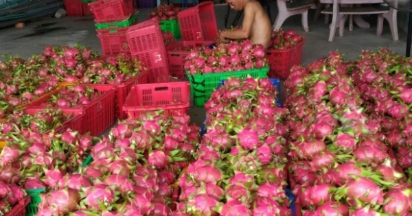 Bình Thuận: Nông dân trồng thanh long bớt lo vì giá ổn định