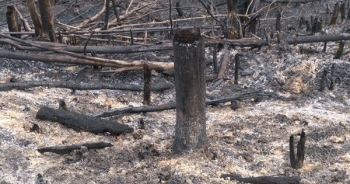 Nghịch lý đốt trụi hàng chục hecta rừng để... trồng rừng