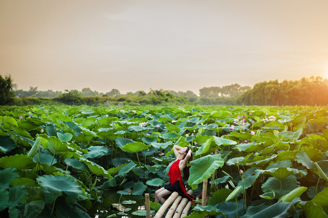 H&igrave;nh ảnh thiếu nữ xu&acirc;n sắc l&agrave; n&eacute;t chấm ph&aacute; nổi bật giữa hồ sen m&ecirc;nh m&ocirc;ng (ảnh: Cương Pluto).