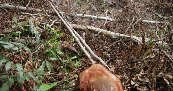 Lâm Đồng: Tiến hành khởi tố vụ phá rừng nghiêm trọng ở Đạ Tẻh
