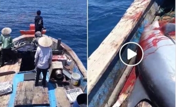 Nhóm ngư dân bị chỉ trích dữ dội vì săn bắt cá heo rồi đăng lên Facebook khoe
