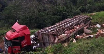 Xe tải chở 120 con lợn bị lật, người dân nhiệt tình tới hôi của