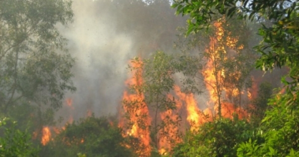 Huế: Đang làm rõ nguyên nhân cháy rừng thông ở Trung tâm Văn hóa Huyền Trân
