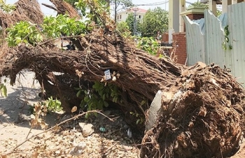 Ngang nhiên phá hoại cây xanh cỡ lớn giữa trung tâm TP Đà Nẵng