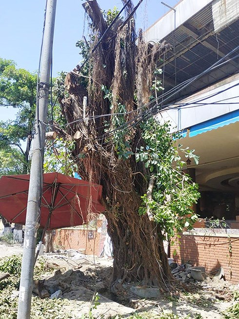 Đây chính là cây cừa có đường kính gốc lên tới 120cm mà ngày 17/5 Công ty CVCX Đà Nẵng phát hiện bị chặt hạ chiều cao còn lại khoảng 7m, đang bị một số người đào gốc khoang bầu cây nhưng không có giấy phép.