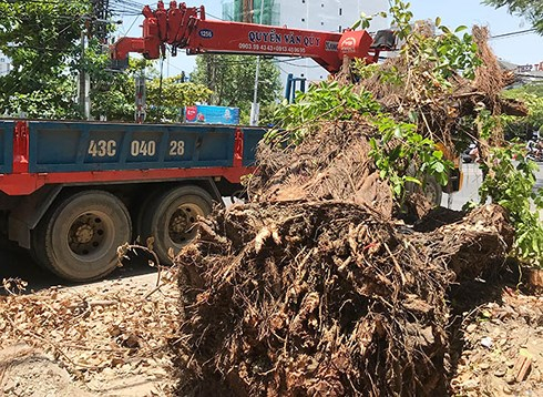 Sáng 4/6, Công ty CVCX Đà Nẵng tiếp tục phát hiện cây cừa này bị đào bật gốc và  đang bị xe cẩu 43C-040.28 chuẩn bị cẩu đi.