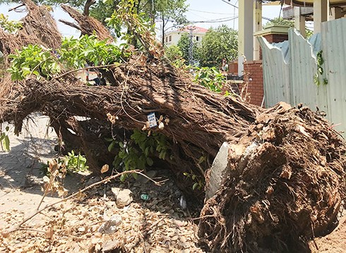 Ngày 4/6, Công ty Công viên Cây xanh Đà Nẵng phát hiện một cây cừa cỡ lớn trên vỉa hè trước nhà số 160 Núi Thành (phường Hòa Thuận Đông, quận Hải Châu) bị đào bật gốc.