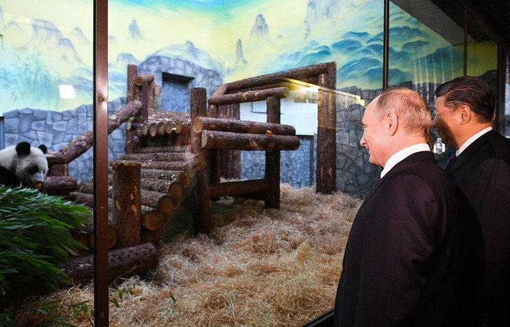 Tổng thống Vladimir Putin (trái) và Chủ tịch Trung Quốc Tập Cận Bình thăm gấu trúc tại Vườn thú Mátxcơva ngày 5.6. Ảnh: Tass.