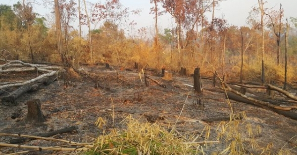 Gia Lai: Ban quản lý rừng Đức Cơ để mất hơn 9.000ha rừng