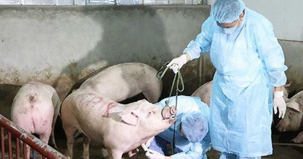 Tạm ứng 1.200 tỷ hỗ trợ người nuôi lợn mắc dịch tả châu Phi