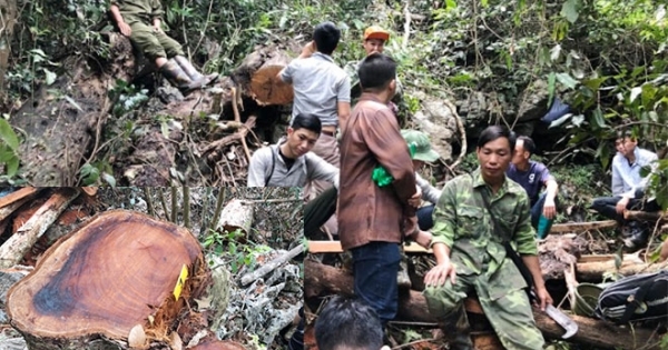 Bắc Kạn: Rừng nghiến bị tàn phá nghiêm trọng tại huyện Bạch Thông
