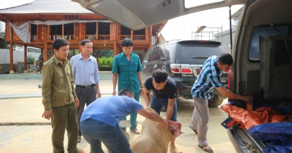 Hà Giang: Phạt và tiêu hủy hơn 1 tạ thịt lợn vận chuyển trái phép