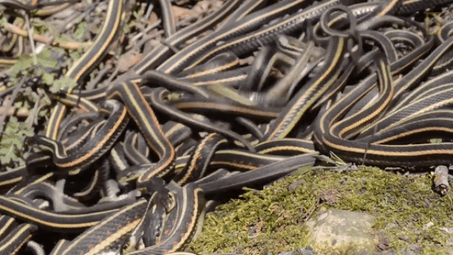 Hàng chục nghìn con rắn trong mùa giao phốis