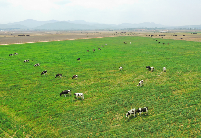 Cánh đồng yến mạch của Tổ hợp bò sữa Organic rộng 5000ha tại Lào được Vinamilk khởi công vào tháng 5/2019.