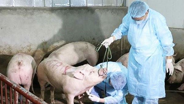 Tạm ứng 1.200 tỷ hỗ trợ người nuôi lợn mắc dịch tả châu Phi