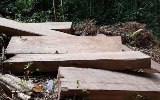 Gia Lai: Bắt quả tang đối tượng khai thác gỗ trái phép