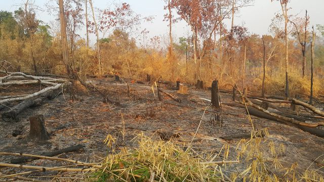 Gia Lai: Ban quản lý rừng Đức Cơ để mất hơn 9.000ha rừng
