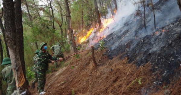 Nghệ An: Hàng trăm người trắng đêm cứu rừng thông bốc cháy dữ dội giữa nắng hạn đỉnh điểm