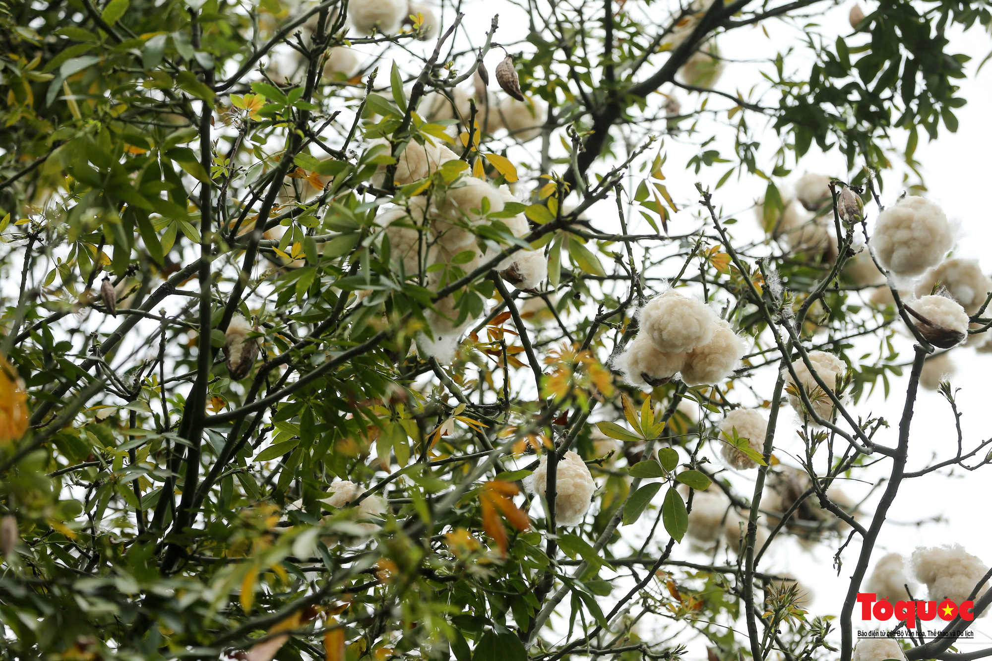 Ngỡ ngàng những cây bông gòn cuối cùng ở Hà Nội nở &amp;quot;hoa tuyết&amp;quot; - Ảnh 3.