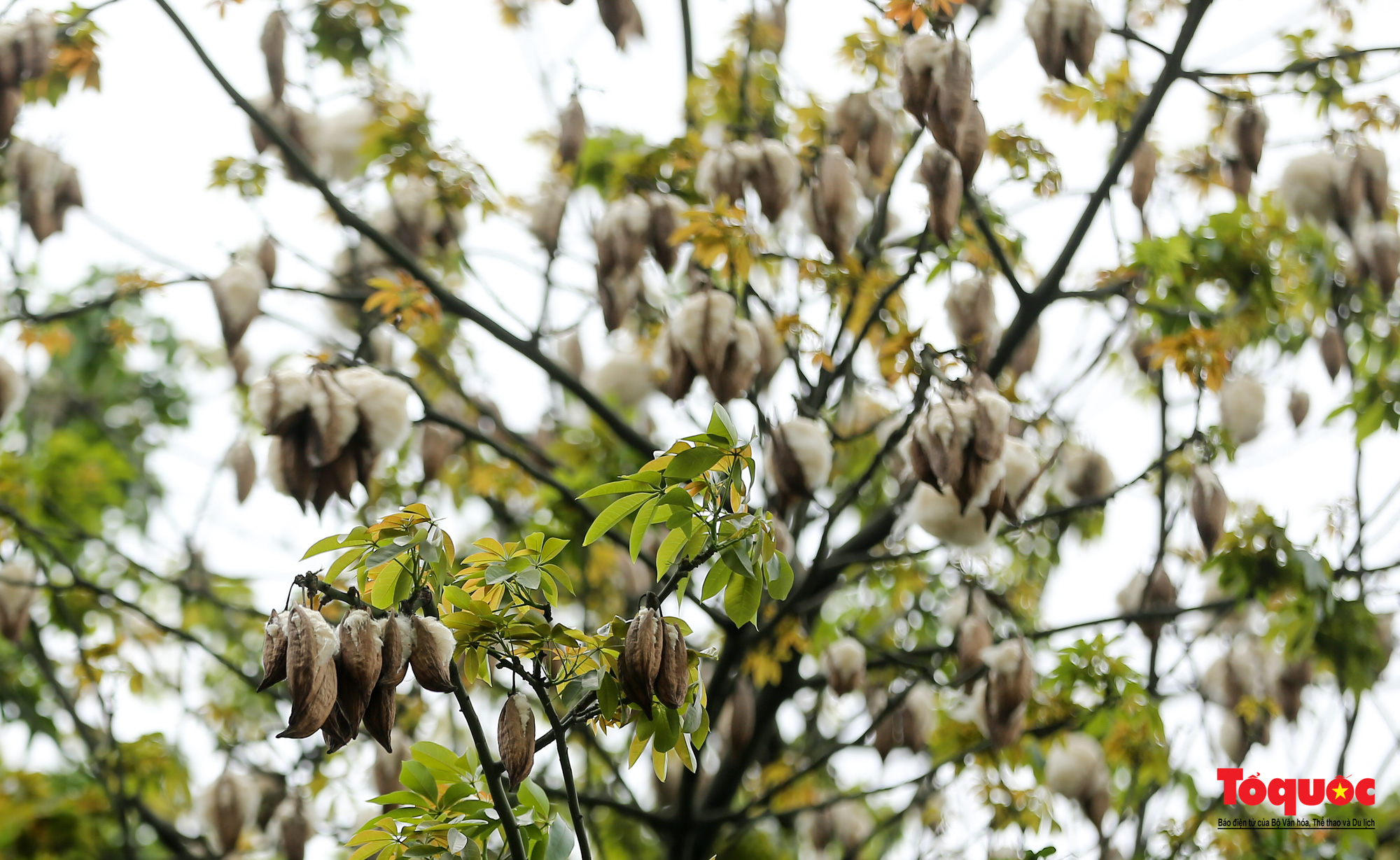 Ngỡ ngàng những cây bông gòn cuối cùng ở Hà Nội nở &amp;quot;hoa tuyết&amp;quot; - Ảnh 6.